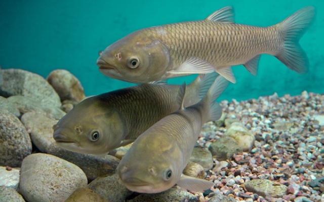 carpa-erbivora-53338