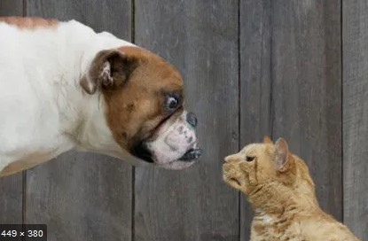 cane e gatto