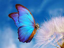 farfalla